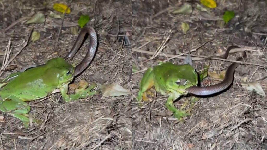 Frog Eating Snake