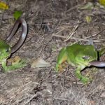 Frog Eating Snake