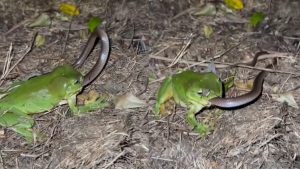 Frog Eating Snake